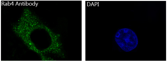 Rab4 Rabbit mAb