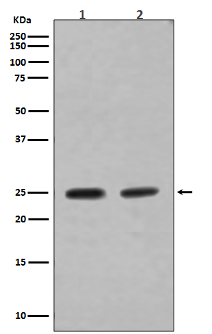 Rab4 Rabbit mAb