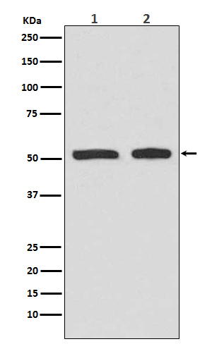 Phospho-p53 (Ser9) Rabbit mAb