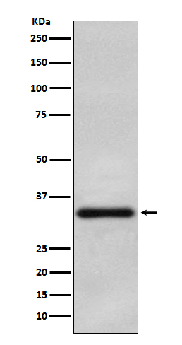 Olig2 Rabbit mAb