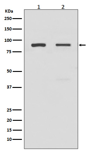 Toll-Like Receptor 2 Rabbit mAb