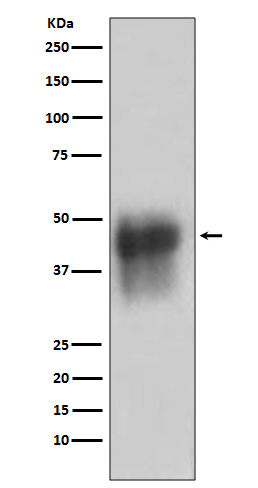 CD46 Rabbit mAb