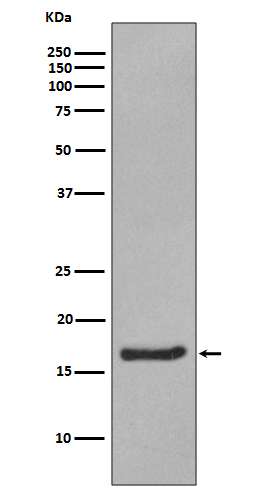 alpha Synuclein Rabbit mAb