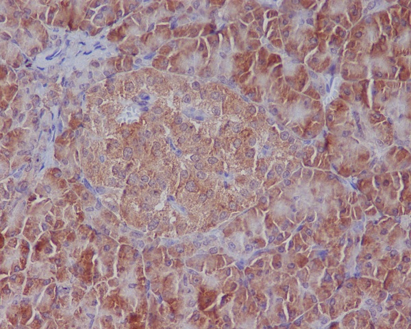 GRP78 BiP Rabbit mAb