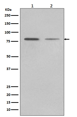 GRP78 BiP Rabbit mAb