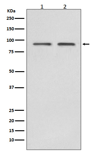 Hsp90 beta Rabbit mAb