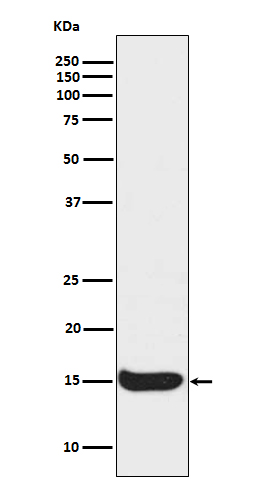 Acetyl-Histone H3 (Lys56) Rabbit mAb