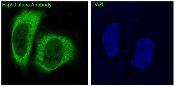 Hsp90 alpha Rabbit mAb