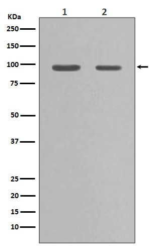 Hsp90 alpha Rabbit mAb