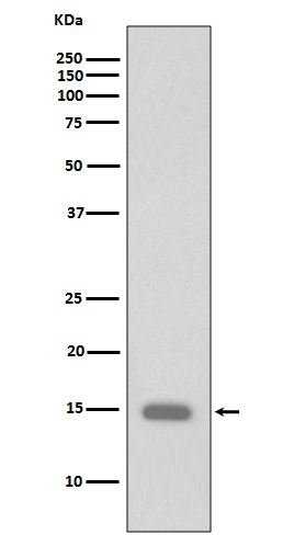 Phospho-Histone H3 (Ser10) Rabbit mAb