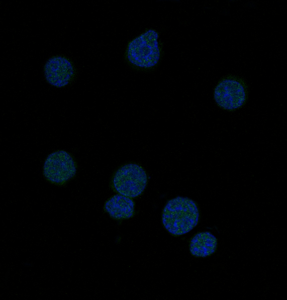 Bcl6 Rabbit mAb