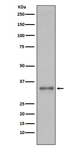 Torsin 1A Rabbit mAb