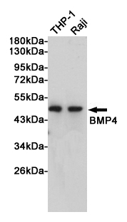 BMP4 Rabbit mAb