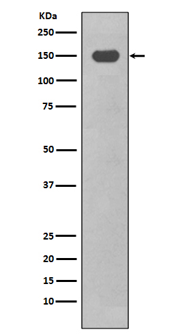 Integrin alpha X Rabbit mAb