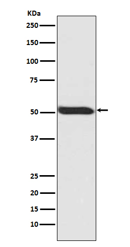 Phospho-p53 (Ser392) Rabbit mAb