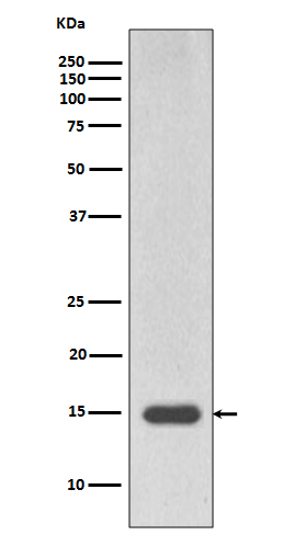 MonoMethyl-Histone H3 (Arg17) Rabbit mAb