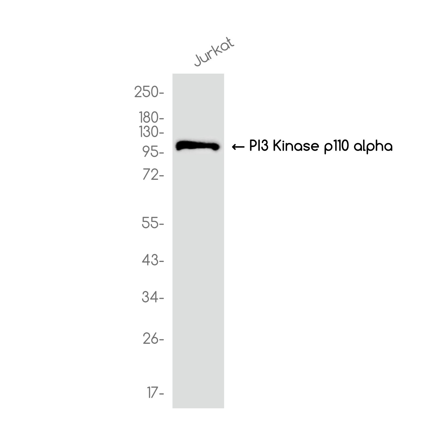 PI3 Kinase p110 alpha  Rabbit mAb