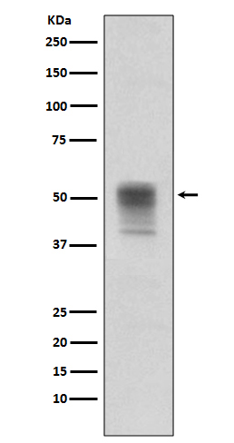 Phospho-alpha Tubulin (Tyr272) Rabbit mAb