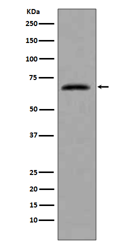 CDC7 Rabbit mAb