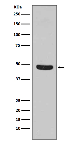 Flotillin 1 Rabbit mAb