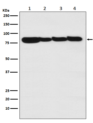 STAT3 Rabbit mAb