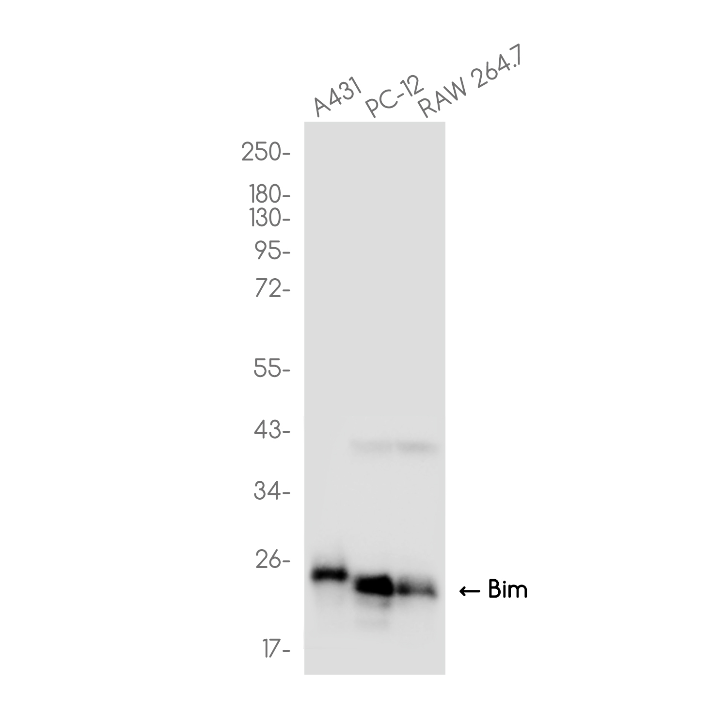 Bim Rabbit mAb