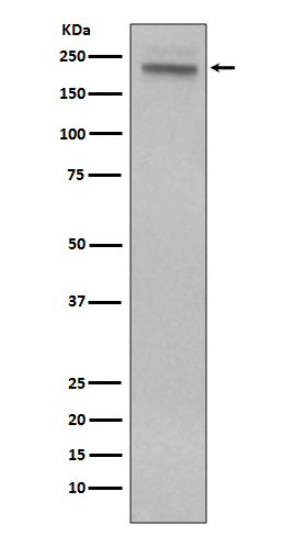 CD45 Rabbit mAb