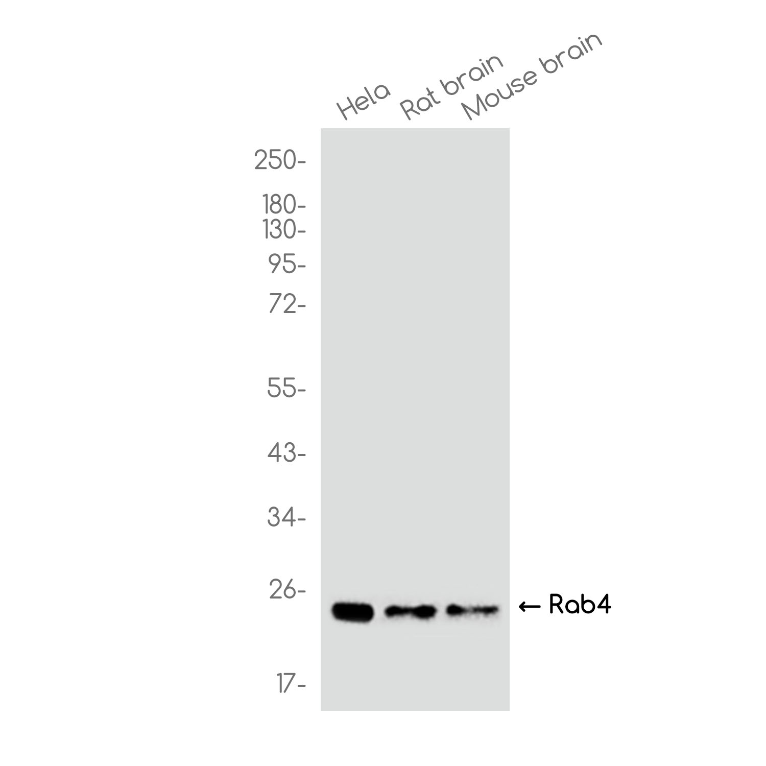 Rab4 Rabbit mAb