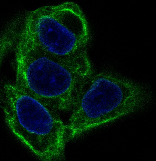 Cytokeratin 20 Rabbit mAb