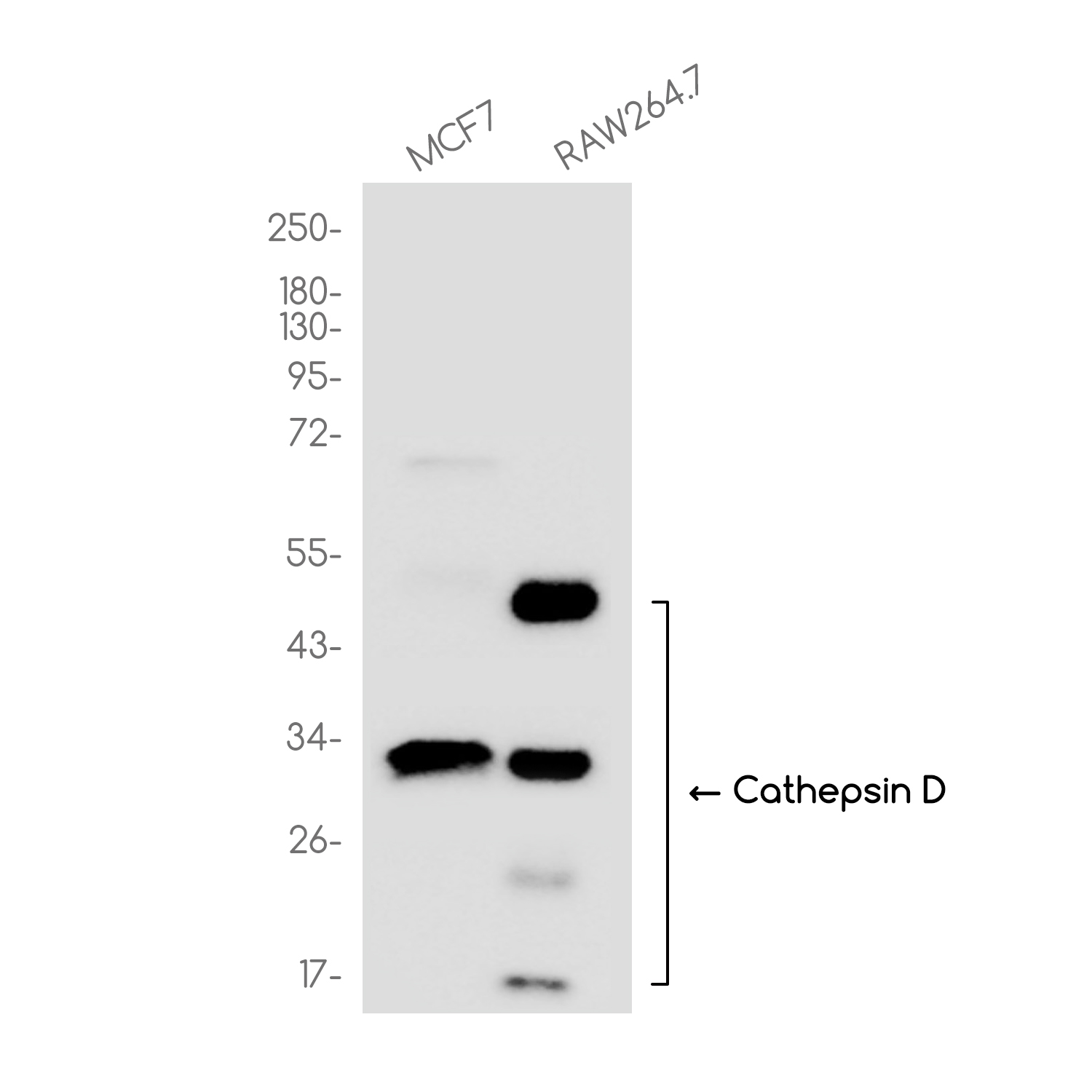 Cathepsin D Rabbit mAb