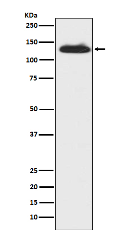 c-Kit Rabbit mAb