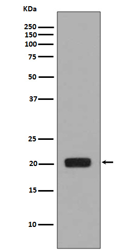 M-CSF Rabbit mAb