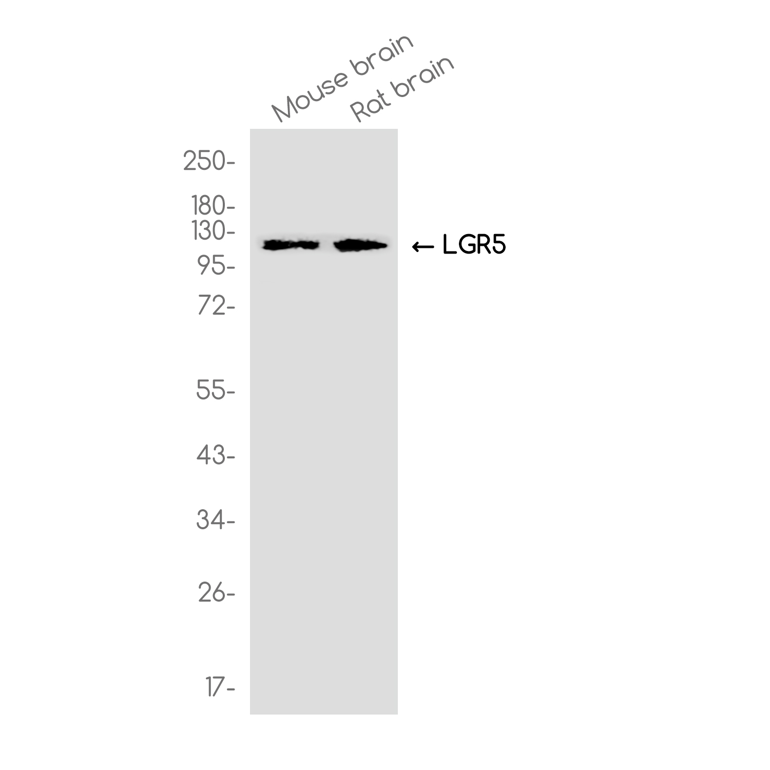 LGR5 Rabbit mAb