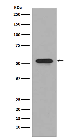 CD4 Rabbit mAb