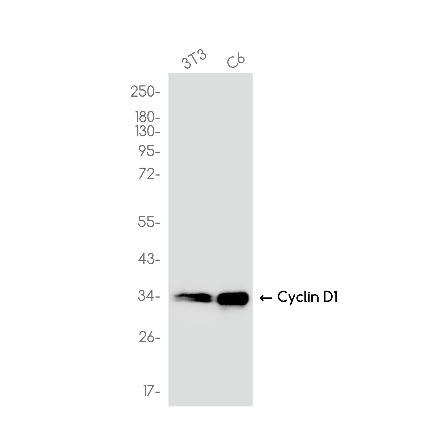 Cyclin D1 Rabbit mAb