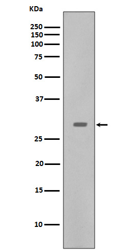 CDK5 Rabbit mAb