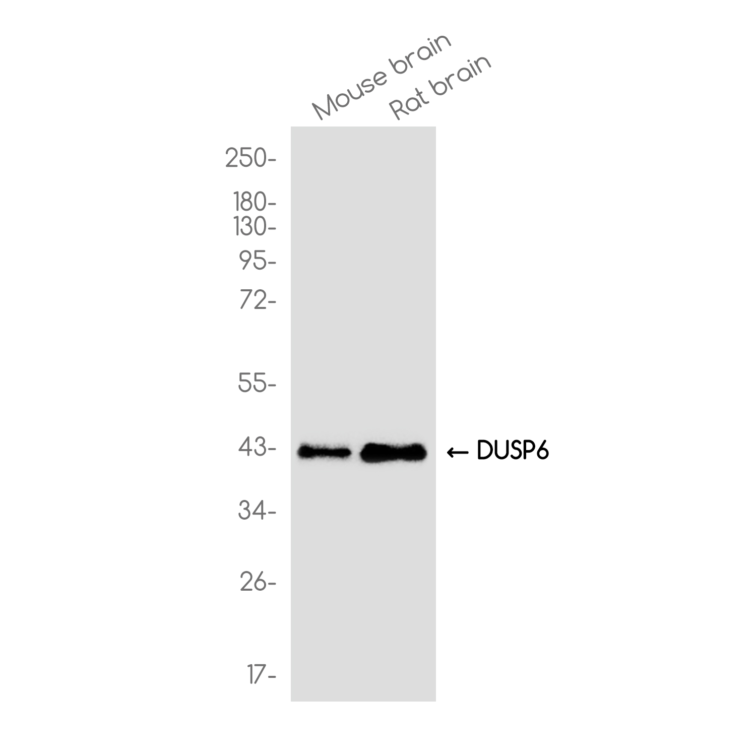 DUSP6 Rabbit mAb