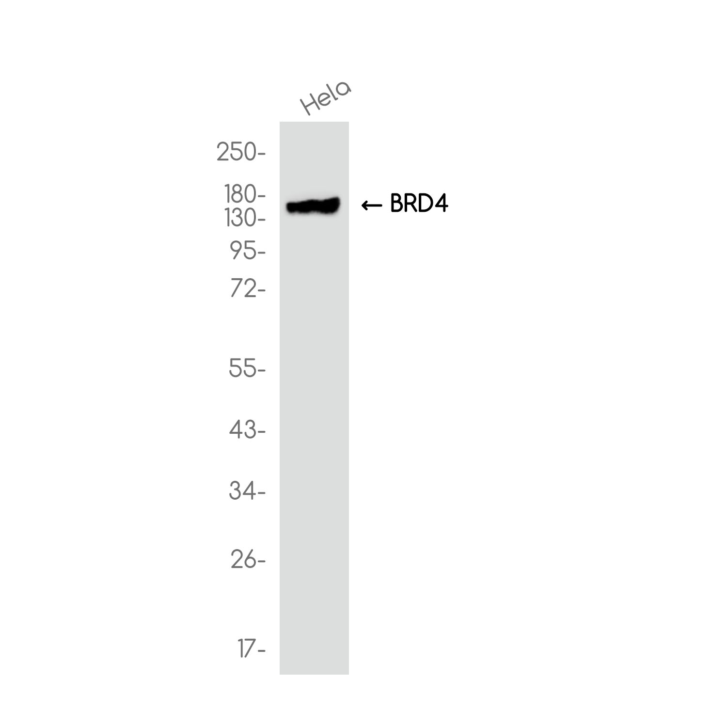 BRD4 Rabbit mAb