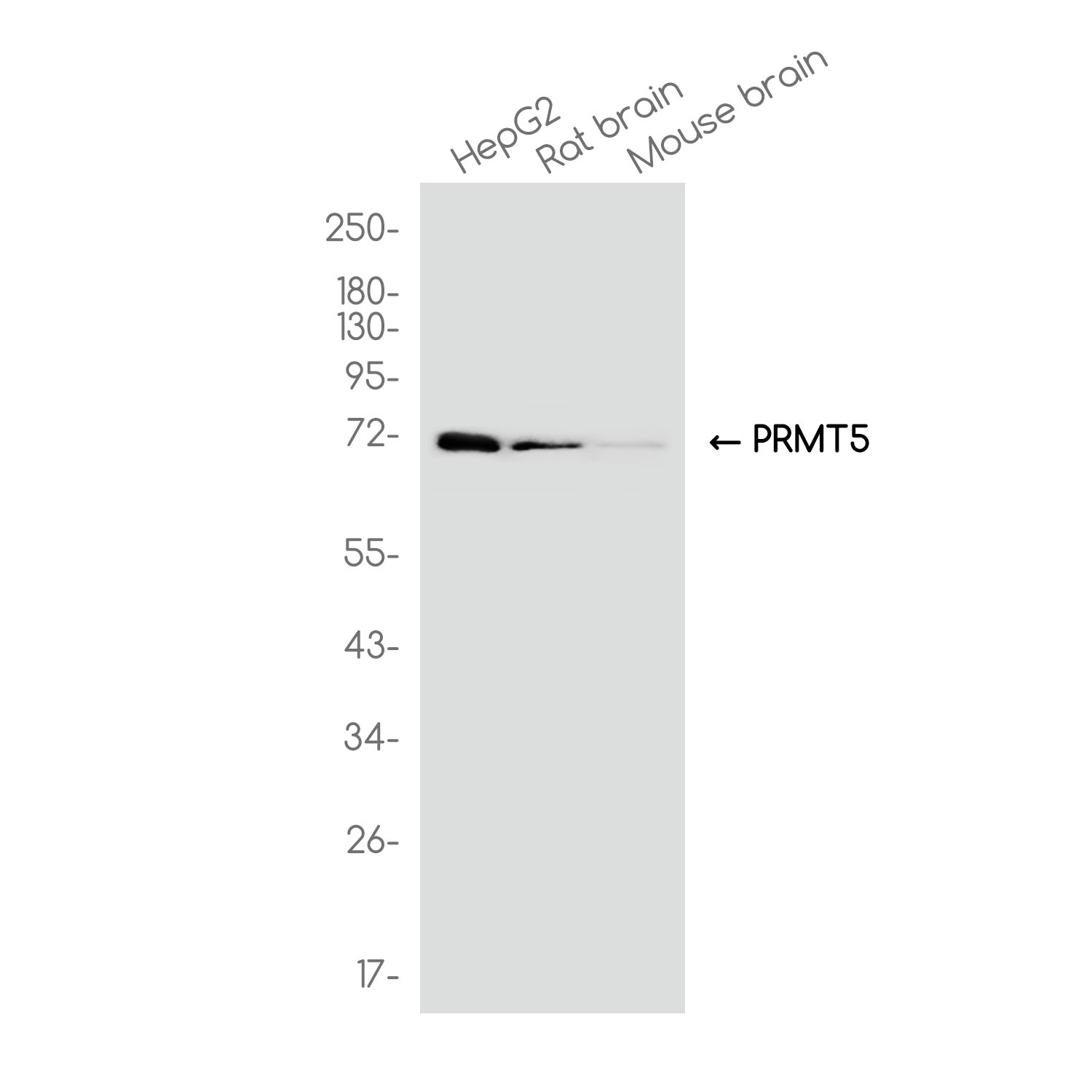 PRMT5 Rabbit mAb