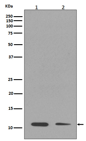 MonoMethyl-Histone H4 (Lys16) Rabbit mAb