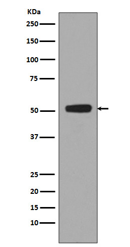 Phospho-p53 (Ser376) Rabbit mAb