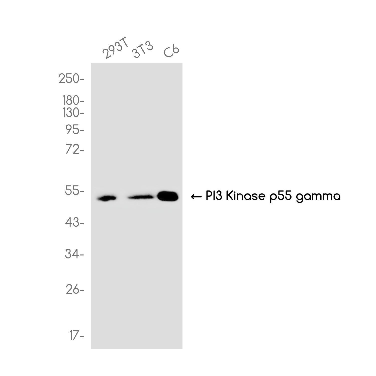 PI3 Kinase p55 gamma Rabbit mAb