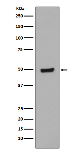 Phospho-GATA3 (Ser308) Rabbit mAb