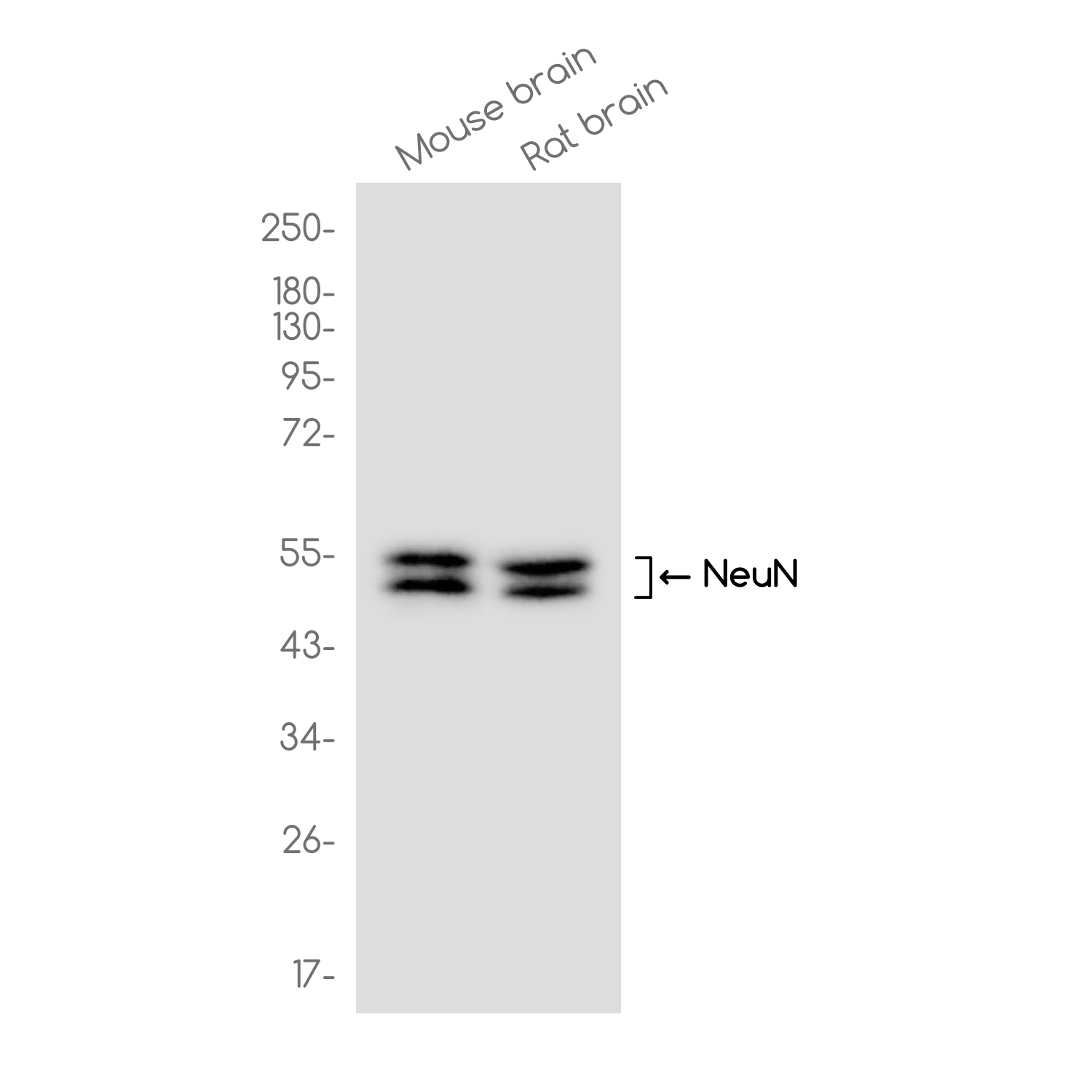 NeuN Rabbit mAb