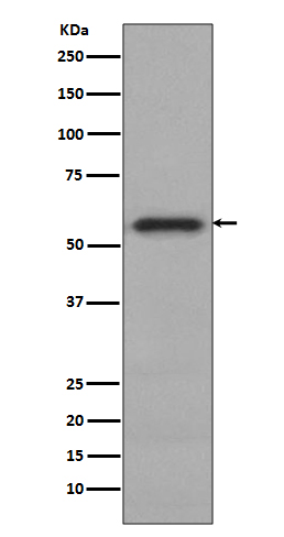 Phospho-c-Myc (Ser62) Rabbit mAb