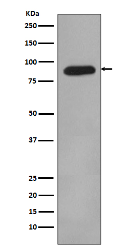 HIF1 beta Rabbit mAb