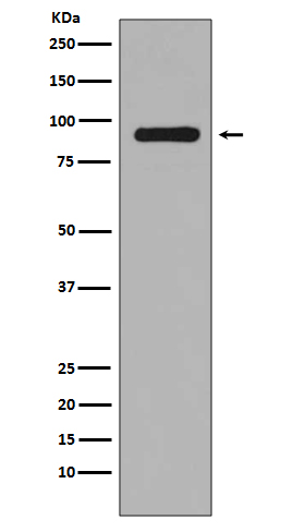 Phospho-RSK1 p90 (Ser380) Rabbit mAb