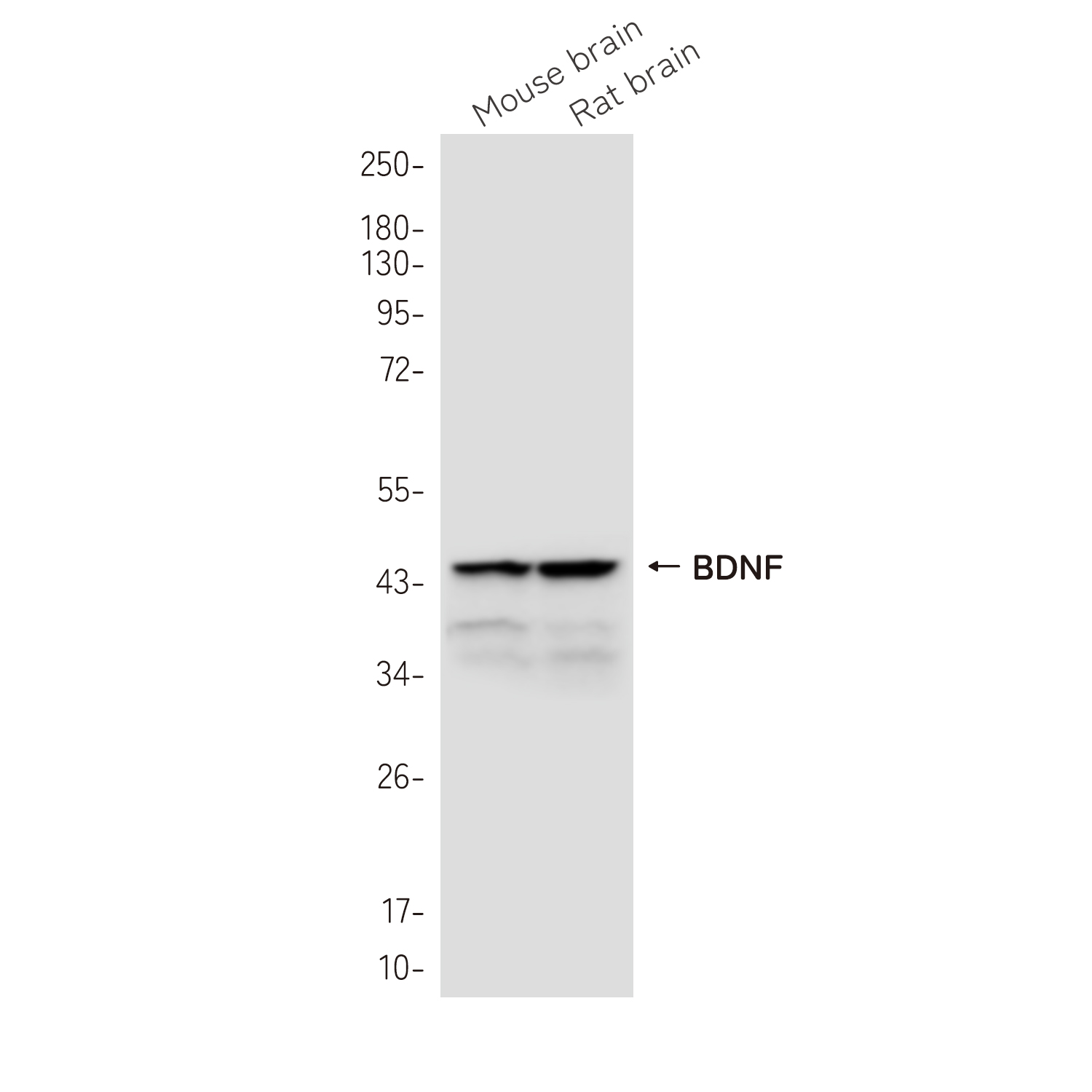 BDNF Rabbit mAb