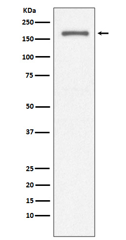 Integrin alpha L Rabbit mAb