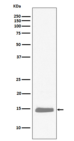 Hemoglobin Subunit alpha Rabbit mAb